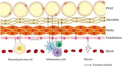 Emerging role of exosomes in vascular diseases